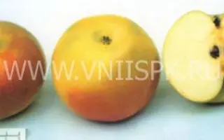 Ренет золотой курский (Зимний золотой ренет, Золотаревка, Ренет золоторевский, Рогулевка)