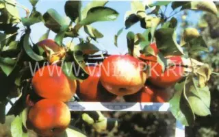 Ренет кабардинский