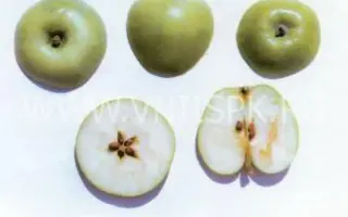 Ренет кавказский