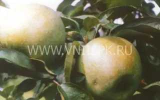 Ренет кубанский