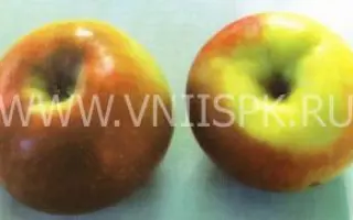 Ренет окрашенный