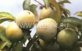 Ренет Симиренко (Ренет П. Ф. Симиренко, Зеленый ренет Симиренко)