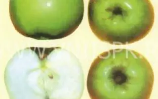 Ренет сочинский