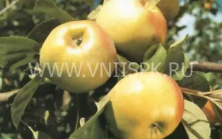 Ренет Черненко (Ренет Кичунова)