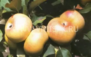 Ренет шампанский (Ренет бумажный, Ренет бесподобный, Бумажный ренет)