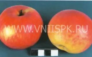 Россошанское августовское