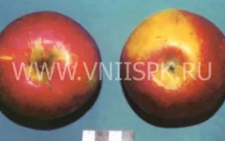 Россошанское багряное