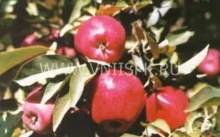 Рояль Ред Делишес