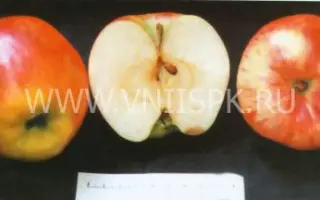 Ртищевская красавица