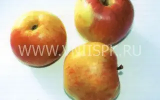 Румянка свердловская