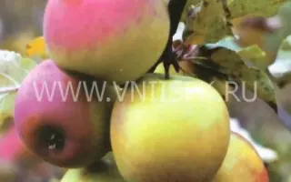 Северный синап