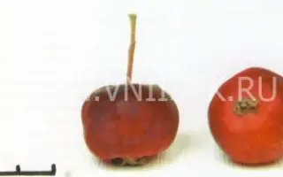 Сеянец Кравченко