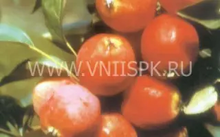 Сибирский сувенир