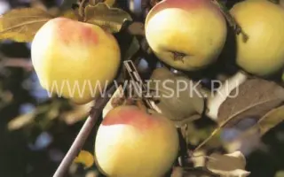 Синап орловский