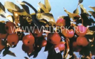 Слава Бурятии (Байкал, Байкал изобильный)