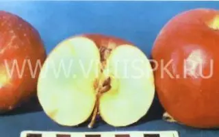 Слава переможцам (Слава победителям)