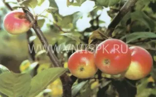 Слава Приморья