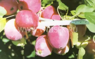 Смугляночка