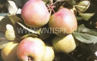 Соколовское