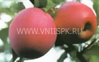 Строевское