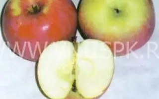 Студенческое