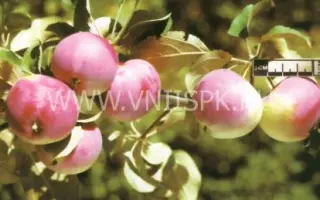 Сувенир Алтая