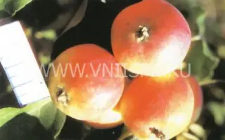 Тубинское (Восточное)