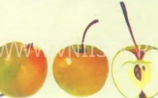 Уральское наливное