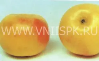 Феникс алтайский