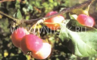 Чара (Юбилейное)