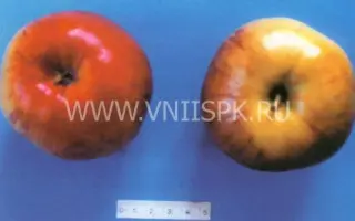 Черкасское урожайное