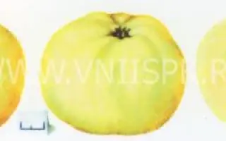 Черное дерево