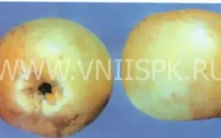 Черноморское летнее