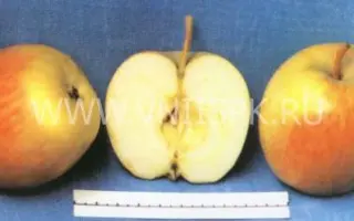 Шафран саратовский