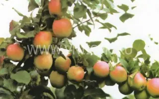 Юбилей Москвы