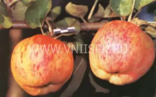 Яблочный спас