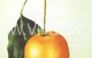 Янтарка алтайская