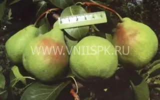 Августовская роса