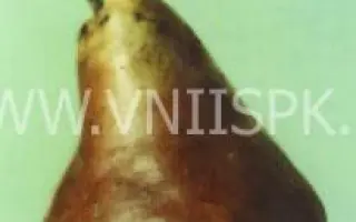 Александрин Дульяр