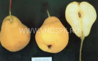 Астраханская ранняя