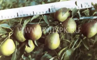 Башкирская осенняя