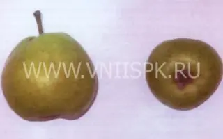 Бергамот Дагестана