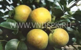 Бергамот московский