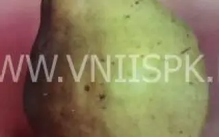 Бере Арданпон (Фердинант)