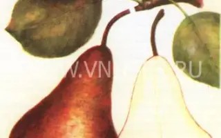 Бере Боск (Бере Александр)