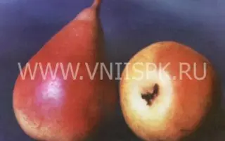 Бере Жиффар (Жиффар)