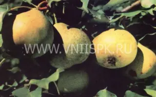 Бере зимняя Мичурина