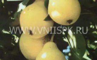 Бере московская