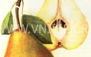 Бере Наполеон (Наполеон, Бонапарт)