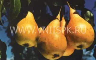 Бере Октября